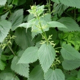 Kopriva za zglobove: koristi i štete, recepti, pravila upotrebe